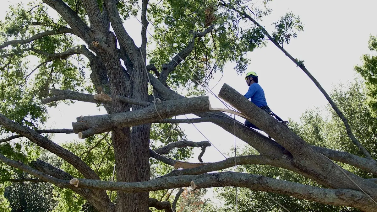 Professional Hazardous Tree Removal performed by certified arborists in Dickeyville